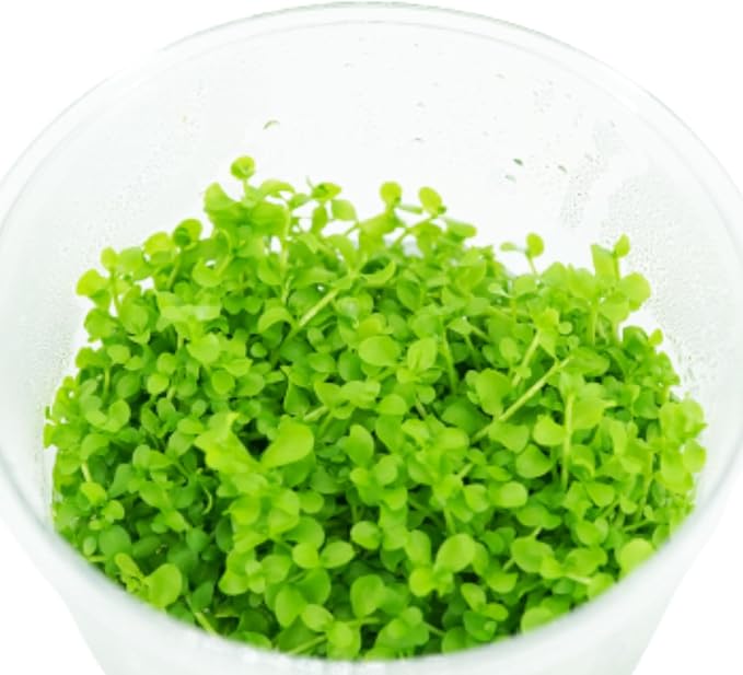 Micranthemum Monte Carlo Compact Tissue Culture Vitro Cup Freshwater Carpet Live Aquarium Plants Decoration BUY2GET1FREE