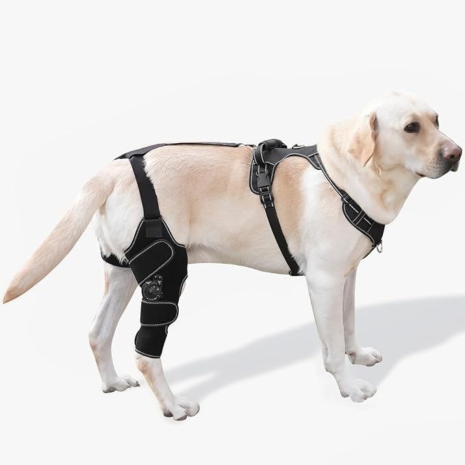 Dog Knee Brace with Adjustable Support – ACL & CCL Tear Recovery, Post-Surgery Stabilization, Mobility Aid for Rear Legs – Includes Secure Chest Harness for Dogs(Right,M)
