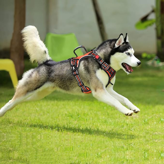 PoyPet No Pull Dog Harness, No Choke Front Clip Reflective Dog Vest with Soft Padded Vertical Handle, 3 Leash Attachments for Small Medium Large Dogs (Orange,XL)
