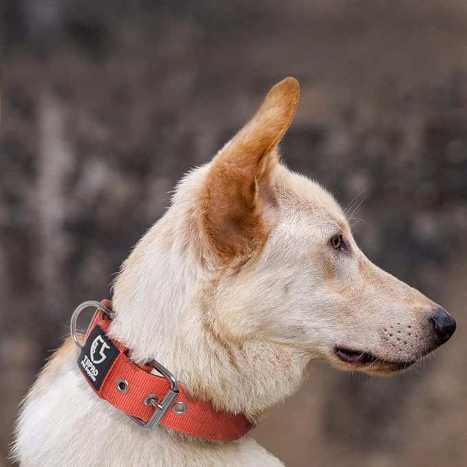 TSPRO Tactical Dog Collar 1.5 Inch Wide Thick Dog Collars with Heavy Duty Metal Buckle, Durable, Strong, Adjustable for Medium to Large Dogs (Orange L)