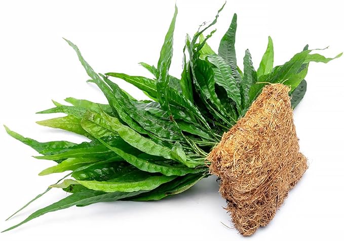 Live Aquarium Plants on Driftwood, Lava Rock, Moss, Fiber Mat - Freshwater Fish Tanks - Easy, Beginner Friendly (Java Fern, Fiber Mat (Large))