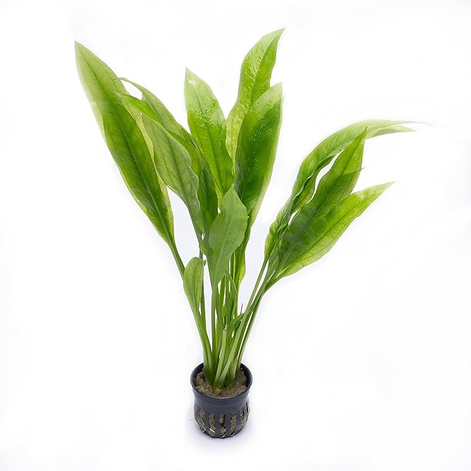 Amazon Sword Echinodorus Bleheri Live Plant for Freshwater Aquariums, Natural Fish Tank Decorations, and Aquatic Decor (3 Pots (6-9 Plants))