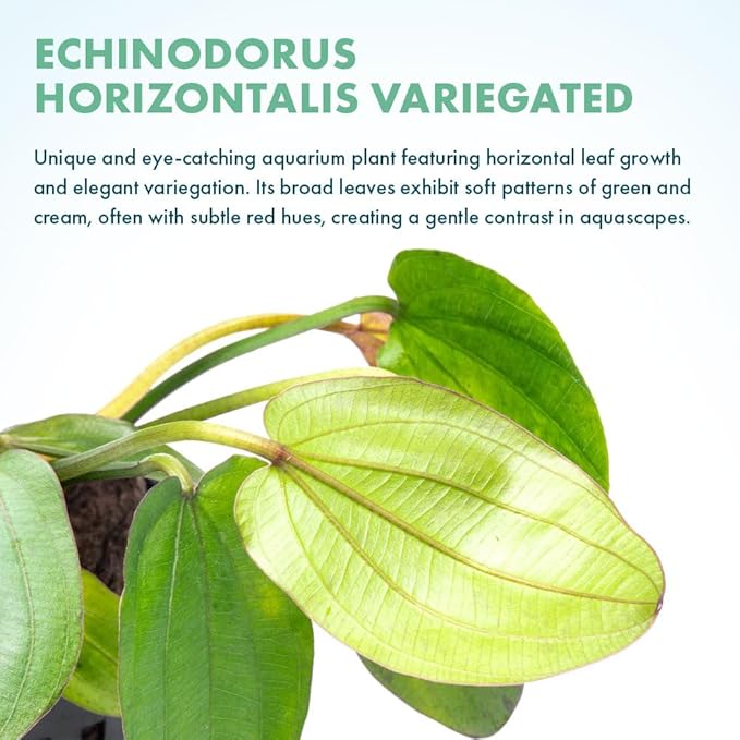 Live Plants - Echinodorus ‘Horizontalis Variegated’ - Moderate to High Light, Green Variegated Accent, Midground to Background, Freshwater Aquatic Plant - Pot