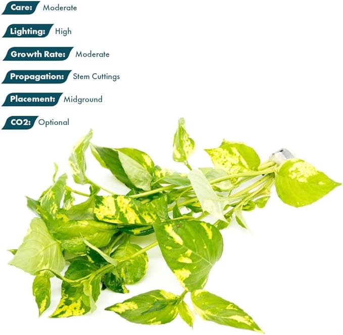 Live Plants – Variegated Hygrophila (Nomaphila variegatus) – Medium Light, Green and White Accent Freshwater Aquatic Stem Plant, Midground to Background Placement – Pot, 1 Pack