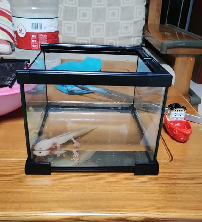Mini Reptile Glass Terrarium Tank, cage for Tarantula Sling Geckos, Frog, Lizards, Chameleons,Turtles Snake Snail Insect Hermit Crab Isopods Reptiles Enclosure (7.9x7.9x5.7inch)