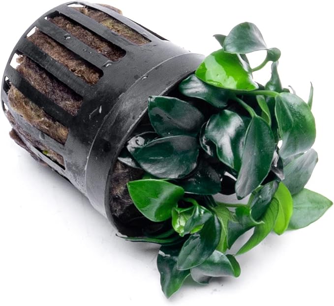 Anubias Live Aquarium Plants - Potted Freshwater Plant for Fish Tanks, Terrariums - Beginner Friendly Low Light (Nana Petite, 1 Pot)