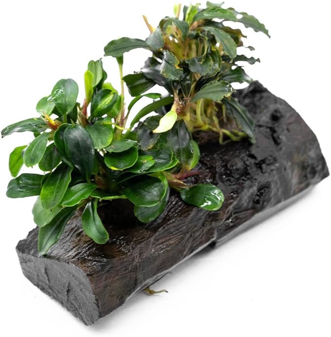 Live Aquarium Plants on Driftwood, Lava Rock, Moss Mat - Freshwater Fish Tank Plants (Bucephalandra Mix, Driftwood (Medium))
