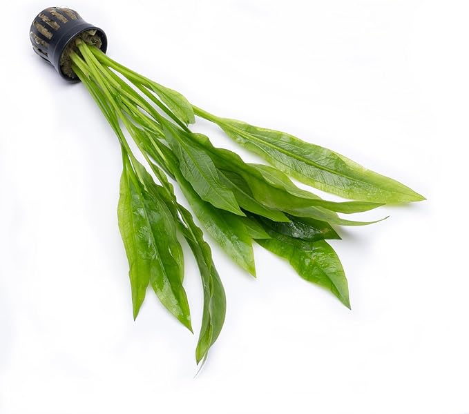 Amazon Sword Echinodorus Bleheri Live Plant for Freshwater Aquariums, Natural Fish Tank Decorations, and Aquatic Decor (1 Pot (2-3 Plants))
