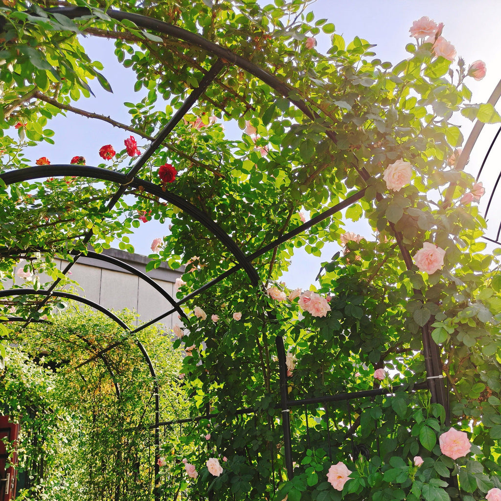 Metal Garden Arch With Two Plant Stands Wide High Climbing Plants Support Rose Arch Outdoor - Black
