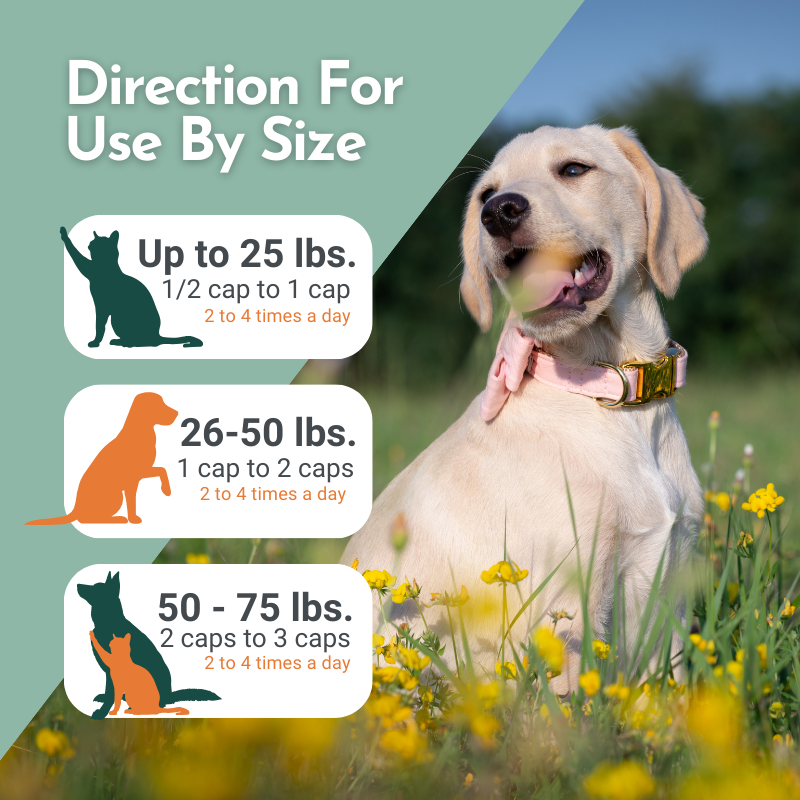 PRE-ORDER Hista Paws with Quercetin for Dogs and Cats