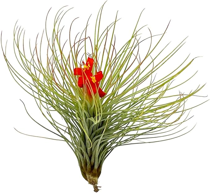 Air Plants - Tillandsia Andreana, Large 4-6" - 5ct - Live Arrival Gauranteed - House Plants for Home Decor & Gift