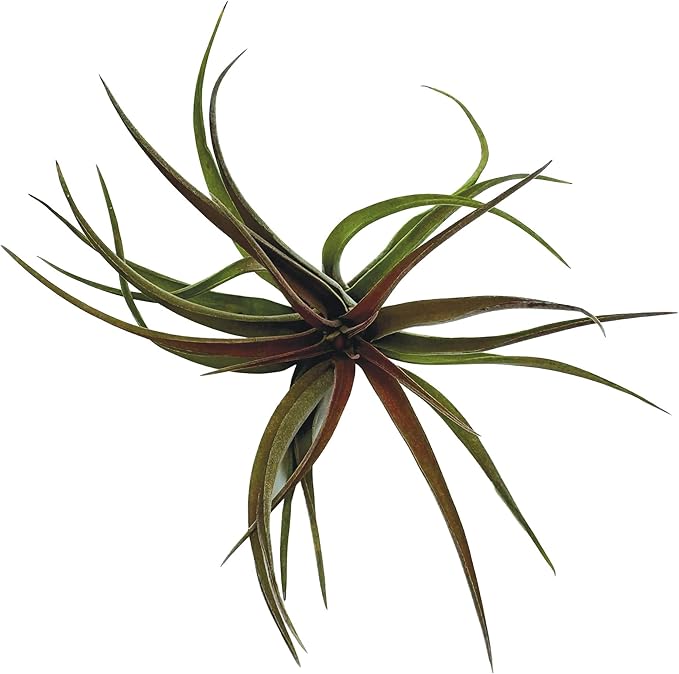 Air Plants - Tillandsia Brachycaulos Abdita, Large 4-6" - 2 ct - Live Arrival Guaranteed - House Plants for Home Decor & Gift