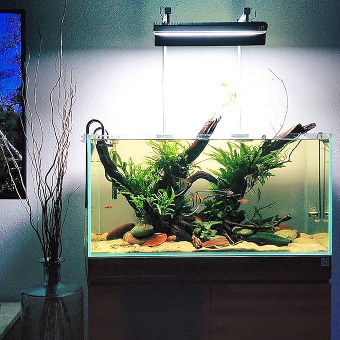 Java Fern Live Aquarium Plants - Potted Freshwater Plant for Fish Tanks - Beginner Friendly, Low Light (Java Fern, 3 Pots)