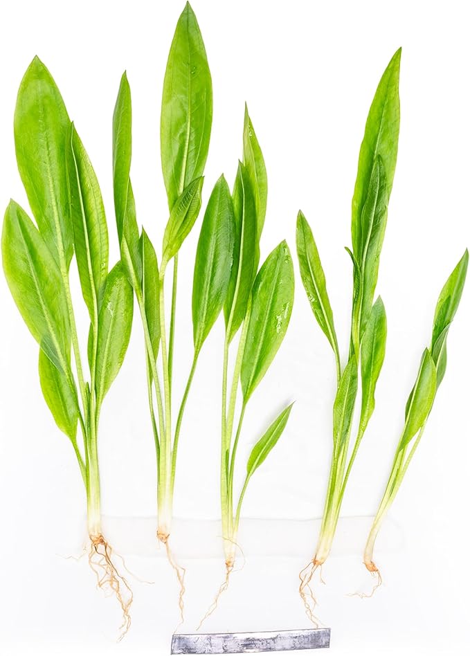Live Plant - Amazon Sword (Echinodorus Bleheri) - Beginner Friendly, Easy Care, Medium Light, Midground to Background Placement - Freshwater Aquarium Decoration - 1 Bunch (4-5 Plants)