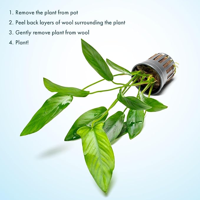 Live Plants – Anubias Hastifolia (Anubias hastifolia) – Low to Moderate Light, Medium to Dark Green Arrow-Shaped Leaves, Midground to Background Tank Placement - Pot, 3 Pack
