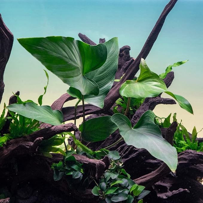 Anubias Live Aquarium Plants - Potted Freshwater Plant for Fish Tanks, Terrariums - Beginner Friendly Low Light (Hastifolia, 1 Pot)