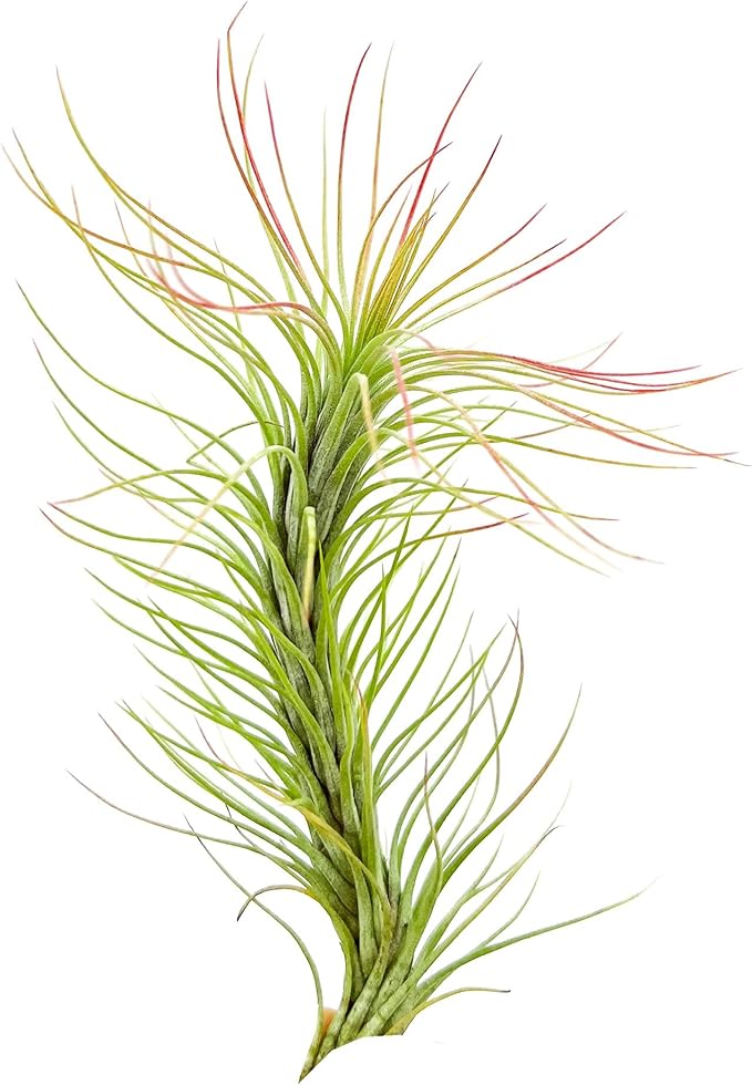 Air Plants - Tillandsia Funckiana, Large 5" - 1ct - Live Arrival Guaranteed - House Plants for Home Decor & Gift