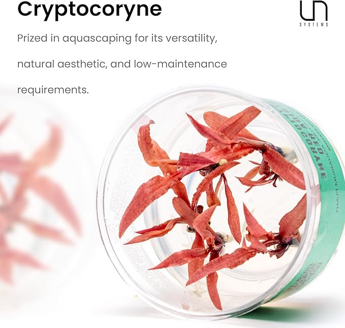 Cryptocoryne Walkeri in Vitro Tissue Culture Cup