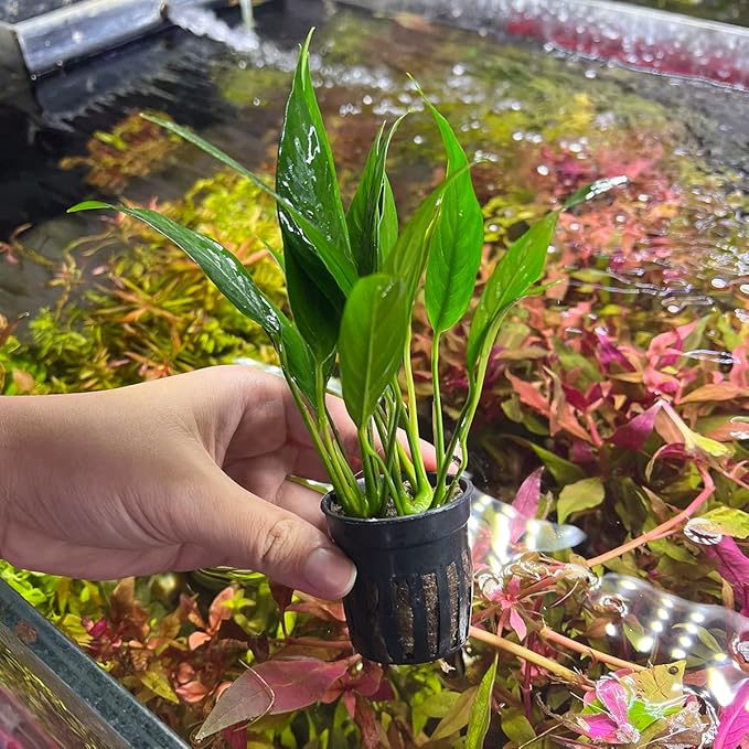 Anubias Live Aquarium Plants - Potted Freshwater Plant for Fish Tanks, Terrariums - Beginner Friendly Low Light (Lanceolata, 1 Pot)