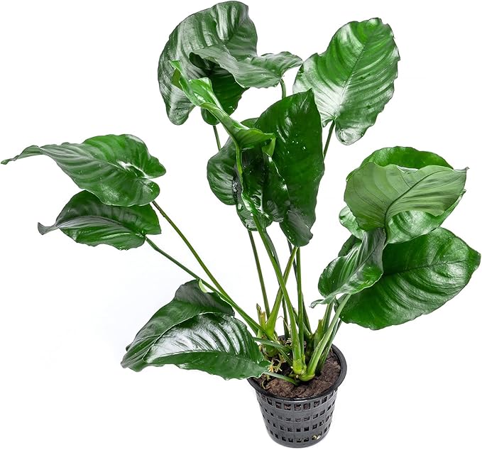 Anubias Live Aquarium Plants - Potted Freshwater Plant for Fish Tanks, Terrariums - Beginner Friendly Low Light (Barteri Broad Leaf, Mother Plant)
