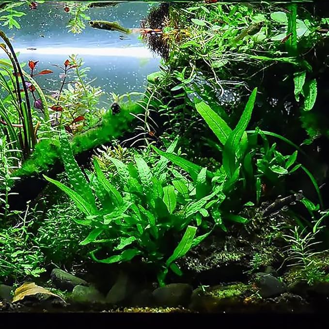 Java Fern Live Aquarium Plants - Potted Freshwater Plant for Fish Tanks - Beginner Friendly, Low Light (Java Fern, 3 Pots)