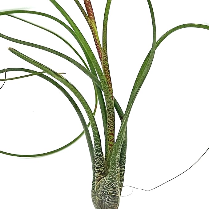 Live Air Plants - Tillandsia Butzii, Jumbo 7-9" - 2ct - Live Arrival Guaranteed - House Plants for Home Decor & Gift