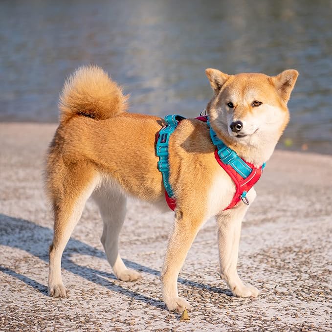 PHOEPET No Pull Dog Harness, Unique Colors Reflective Adjustable Dog Vest, with Soft Training Handle Metal Clips for Small Medium Large Dogs (Red Base & Teal Straps,L)