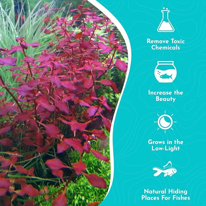 Live Aquarium Ludwigia Repens Plants - Great Background for Fish Long Lasting & Easy to Maintain Suitable Summer Winter Natural Oxygenator Pot ,Light/Medium Green; Striking Dark Red