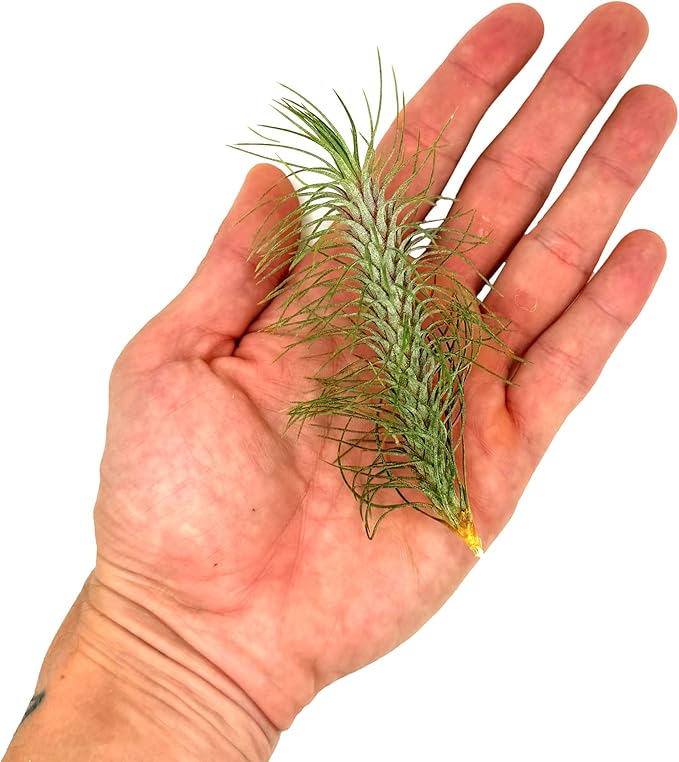 Air Plants - Colombian Tillandsia Funckiana, Large 5" - 2ct - Live Arrival Guaranteed - House Plants for Home Decor & Gift