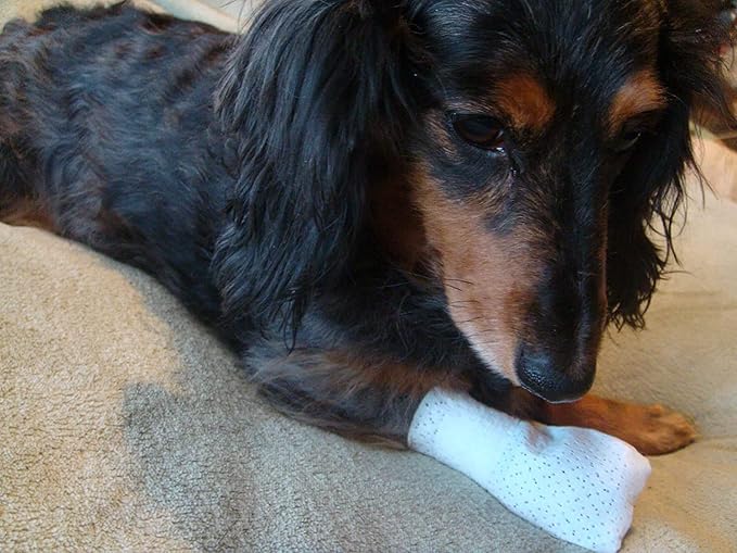 Medimitt Paw Bandages for Dogs, Cats and Pets – Stretchy Medical Booties, First Aid for Paws – Non Slip, Non Adhesive, Breathable, Disposable, Washable, Adjustable Strap, Value Pack (X-Small 12-Pack)