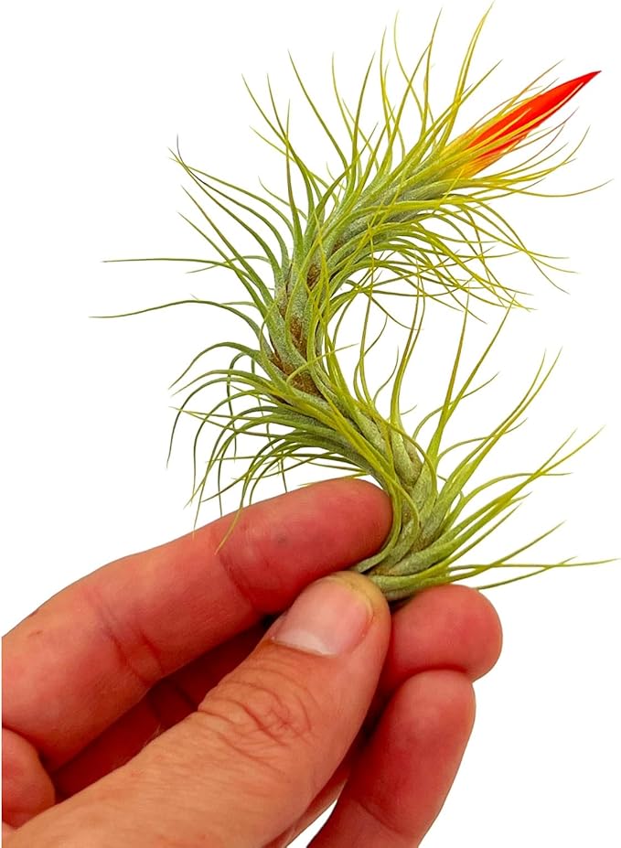 Air Plants - Tillandsia Funckiana Hybrid, Large 5-7" - 5ct - Live Arrival Guaranteed - House Plants for Home Decor & Gift
