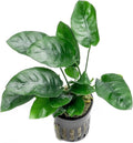 Anubias Live Aquarium Plants - Potted Freshwater Plant for Fish Tanks, Terrariums - Beginner Friendly Low Light (Nana, 5 Pots)
