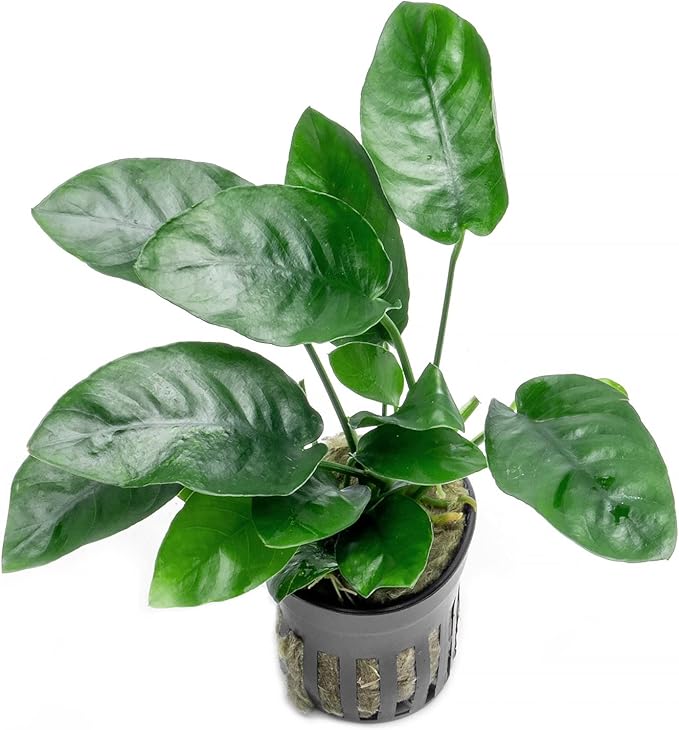 Anubias Live Aquarium Plants - Potted Freshwater Plant for Fish Tanks, Terrariums - Beginner Friendly Low Light (Nana, 5 Pots)