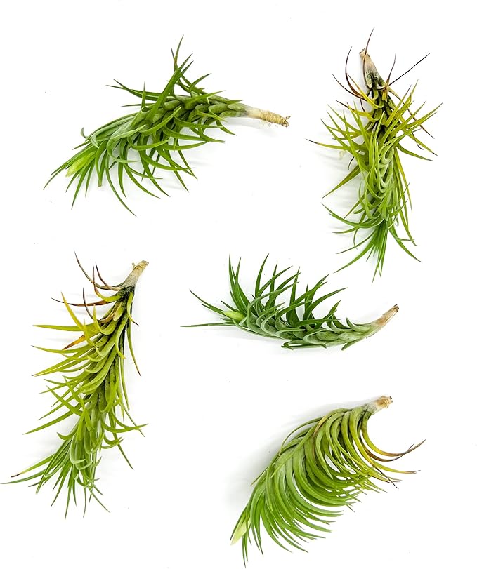 Live Air Plants – Tillandsia Araujei, Large 5” – 5ct – Live Arrival Guaranteed – House Plants for Home Décor & Gift