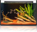 6 Gallon Glass Fish Tank, Small Aquarium Fish Bowl Cube for Betta Goldfish Snails Shrimp Aquatic Planting, Easy to Maintain Ultra Clear Rimless Design 5 Gallons Low Iron
