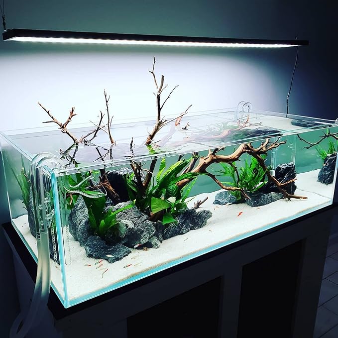 Java Fern Live Aquarium Plants - Potted Freshwater Plant for Fish Tanks - Beginner Friendly, Low Light (Java Fern, 3 Pots)