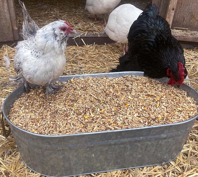Pampered Chicken Mama Chick Feed - Premium Chicken Scratch Treat - High Protein & Calcium Grower Feed for Laying Hens (10 lbs)