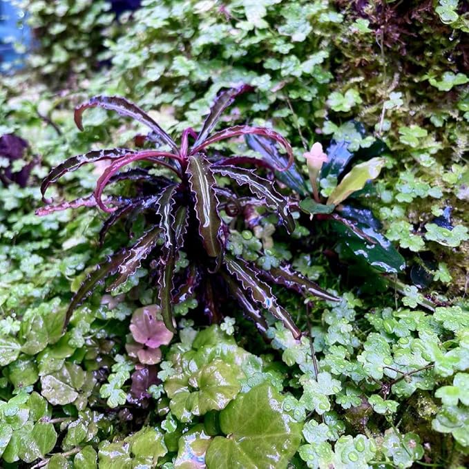 Live Aquarium Stem Plants - Freshwater Aquatic Plant for Fish Tanks, Aquascaping - (Diamond Ludwigia Peruensis, 1 Bunch)