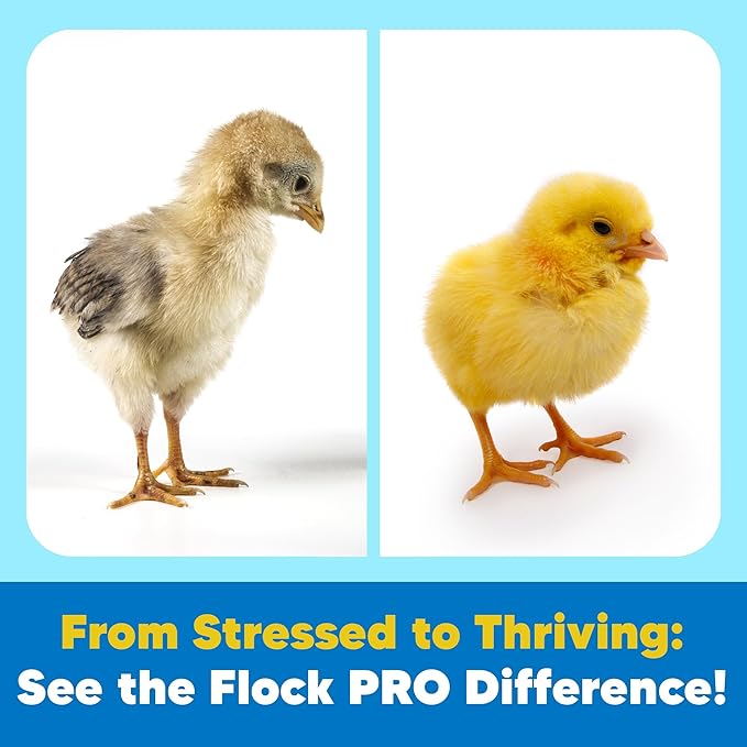 Equerry's Flock PRO Chick Boost Probiotic - Probiotics, Vitamins, Minerals and Electrolytes for Chickens | Chicken Vitamins and Supplements for All Poultry - 8oz