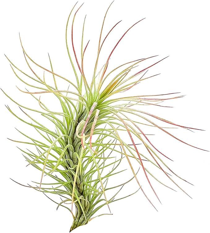 Air Plants - Tillandsia Funckiana, Large 5" - 3ct - Live Arrival Guaranteed - House Plants for Home Decor & Gift