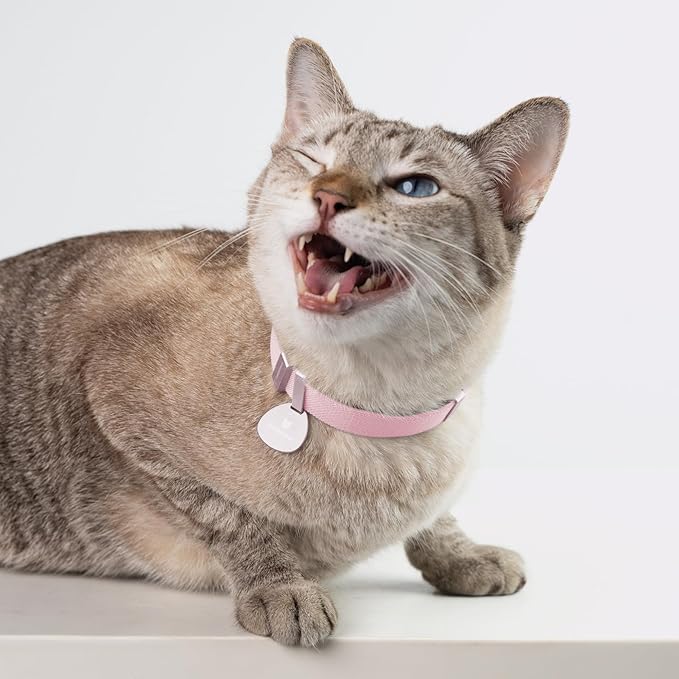 Safety Cat Collar Pro - U.S. IDA Gold Awarding Design, Elastic Quick Release Cat Collar with Buckle Non Breakaway - Lightweight for Kitten All Small Large Cats (Sierra Blue, S 5.9-11.8")