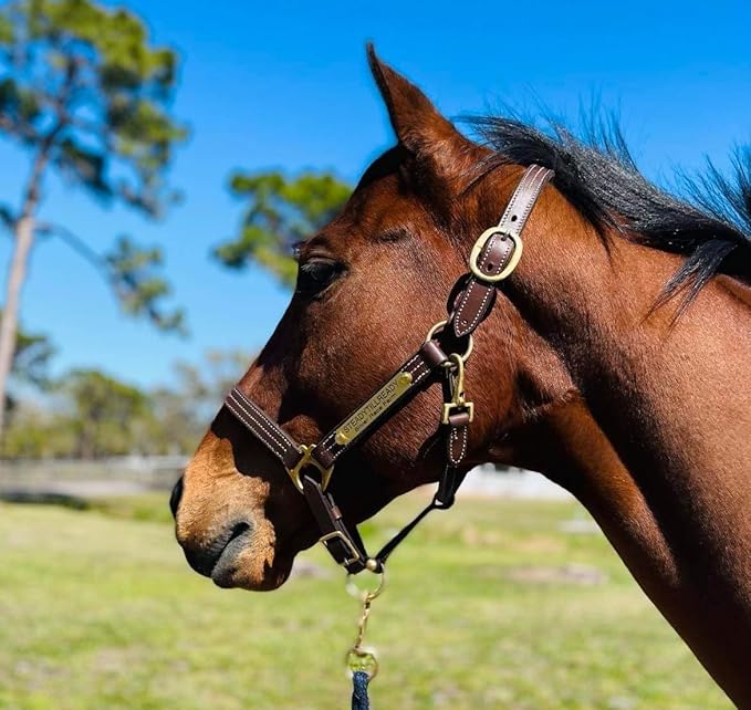 Leaders Leather Halter for Horses with Customized Engraved Name Plate Option Halter for Horse