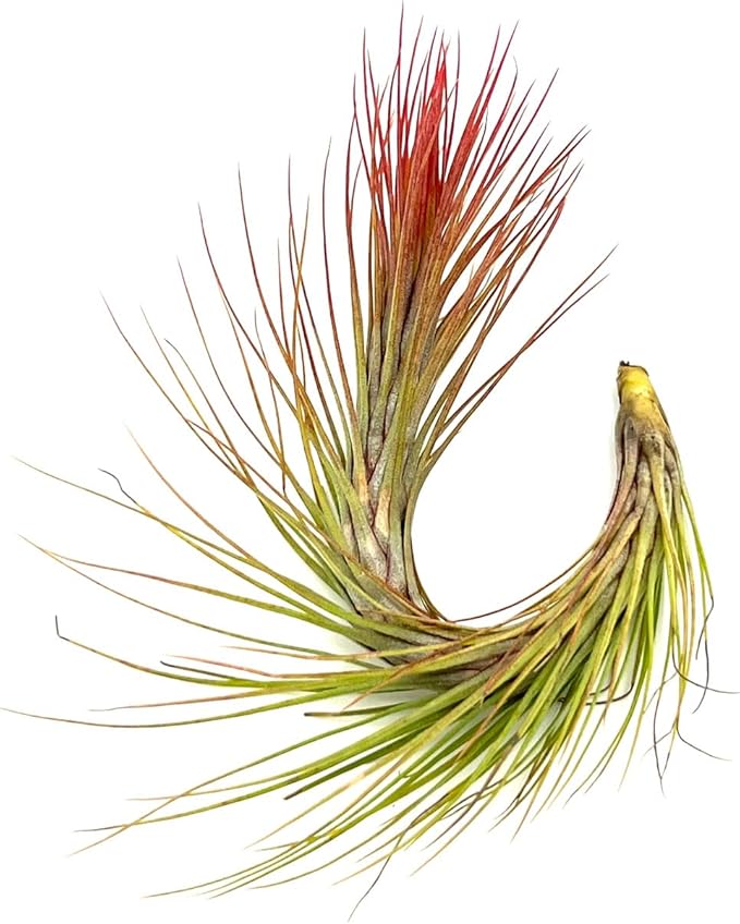 Air Plants - Tillandsia Funckiana Hybrid, Large 5-7" - 2ct - Live Arrival Guaranteed - House Plants for Home Decor & Gift