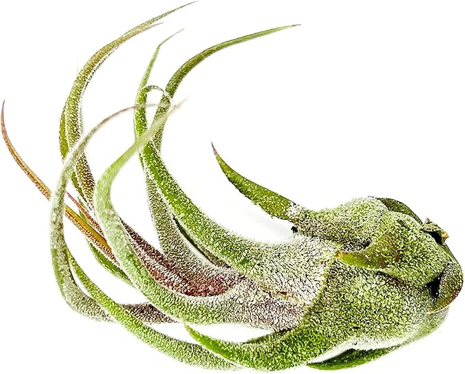 Air Plants - Tillandsia Pruinosa, Large 3-5" - 3ct - Live Arrival Guaranteed - House Plants for Home Decor & Gift