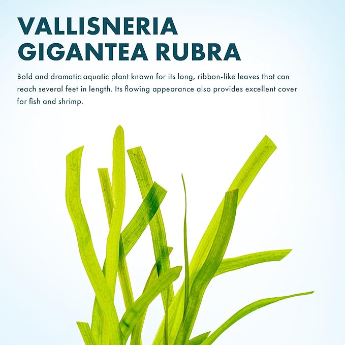 Live Plant - Tall Grass, Red Jungle Vallisneria (Vallisneria gigantea 'Rubra') - Easy Care, Moderate to High Light, Reddish Green, Background - Lead Bunch, 4 Pack