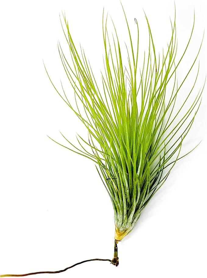 Air Plants - Tillandsia Andreana, Large 4-6" - 1ct - Live Arrival Gauranteed - House Plants for Home Decor & Gift