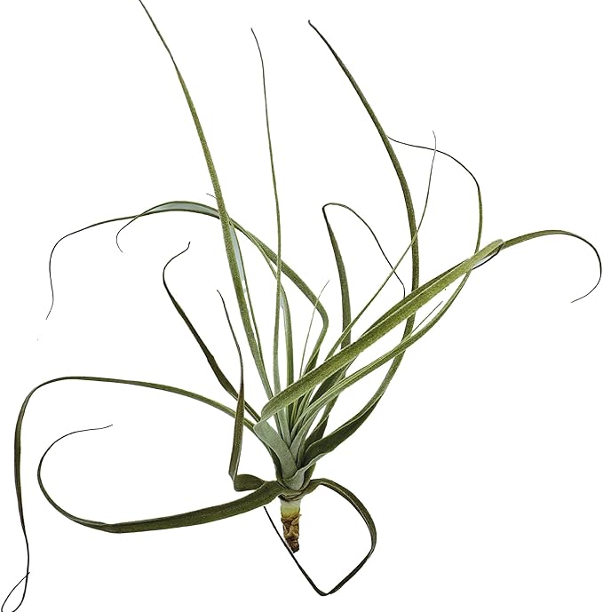Air Plants - Tillandsia Straminea Jumbo 6-9" - 3ct - Live Arrival Guaranteed - House Plants for Home Decor & Gift