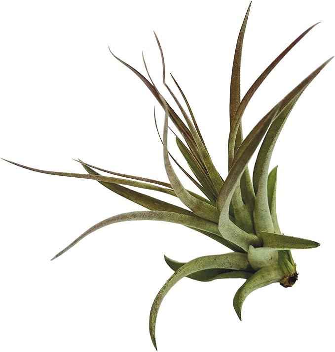 Air Plants - Tillandsia Brachycaulos Multiflora, Jumbo 5-7" - 2 ct - Live Arrival Guaranteed - House Plants for Home Decor & Gift