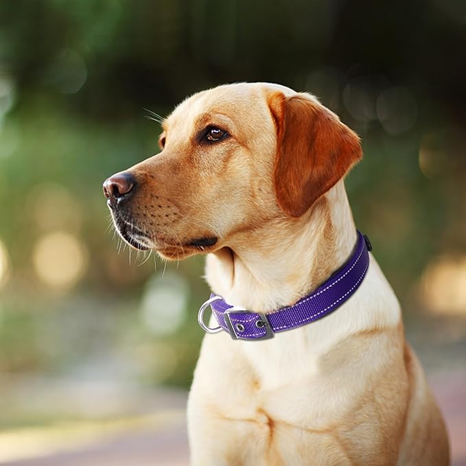 Fida Heavy Duty Dog Collar, Ultra Comfortable Soft Neoprene Padded, Adjustable Reflective Nylon Pet Collar with Durable Metal Belt Buckle for Medium Breeds (M, Purple)