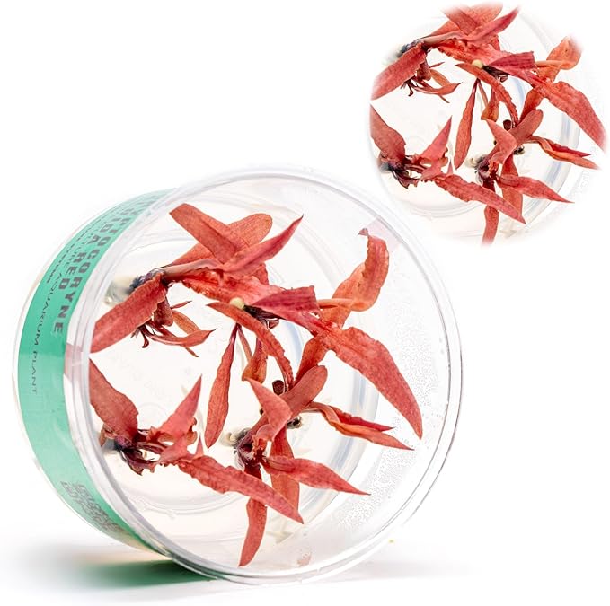 Ultum Nature Systems Live Tissue Culture - Cryptocoryne Albida 'Red' - Moderate - Low to Medium Light - Pink and Red Accent - Foreground to Midground - 100% Snail Free Grown in-Vitro - Regular Cup